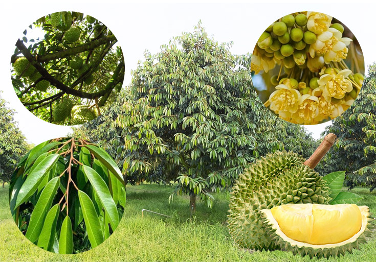 Cây sầu riêng